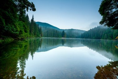 Güzel doğa ve bereketli yeşil ormanlar ve Karpatlar 'ın incisinin etrafındaki bitki örtüsüyle harika bir manzara - Synevyr Gölü. Ukrayna 'daki Karpatlar. Büyük köknar üzerinde mistik sis. 
