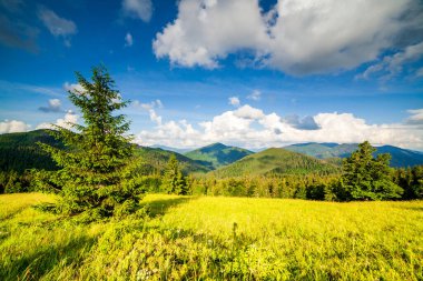 Yaza kadar harika panoramik manzaralı kır çiçekleri. Kamyanka Dağı 'nın yukarısındaki Carpathian Dağları, Synevir geçidi. Ukrayna. 