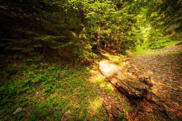 一幅躺在森林路上的烂木料的美丽的全景。乌克兰、喀尔巴阡山脉、卡门卡山脉、 Synevyr海峡. — 图库照片