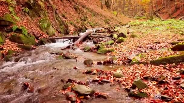 4K felvétel csodálatos hegyi patakról a Shypit Karpat Nemzeti Parkban. A fák lehulló leveleinek élénk őszi színei. Felkészítem az erdőt a téli időszakra. Kárpátok Ukrajna — Stock videók