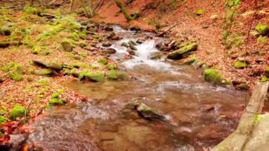 Shypit Karpat Ulusal Parkı 'ndaki harika dağ deresinin 4K görüntüsü. Ağaçlardan düşen yaprakların parlak sonbahar renkleri. Ormanı kış dönemine hazırlıyorum. Karpat Dağları Ukrayna