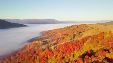 Yağmurdan sonra dağda hareket eden bir bulutun harika hissi. Güneş doğarken bulutların üstünde uçmak, bir drondan bulutların ve dağların en üst görüntüsü. Karpatlar, Synevyr geçidi, Ukrayna.