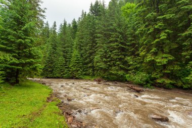 Resmin etrafındaki yemyeşil orman ve bitki örtüsüyle güzel doğa ve manzara ve Ukrayna 'daki Karpat Dağları' nın Synevyr vadisine akan muhteşem Tereblya nehri..
