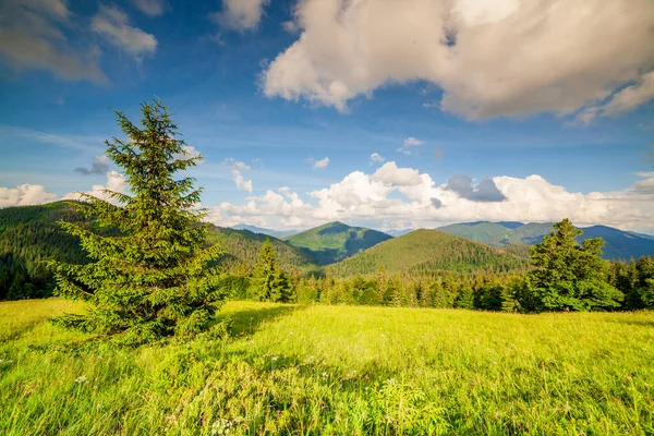 Beautiful nature and wonderful landscape with lush green forests and vegetation in the Synevyr valley of the Carpathian mountains in Ukraine. Fresh green meadows and blooming wildflowers. — Stock Photo, Image