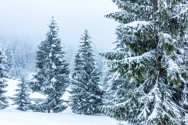Beau paysage hivernal avec des arbres enneigés. Montagnes d'hiver. — Photo