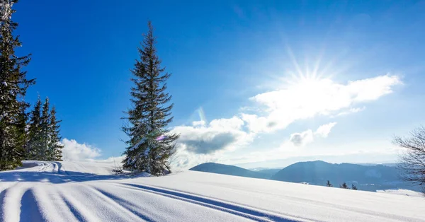 Hegyi téli táj. lucfenyő erdő borítja hó a téli táj — Stock Fotó