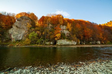 Sonbaharda şelalenin manzarası. Sonbahar renklerinde şelale. Sonbahar manzarasında dağ nehri. Ukrayna, Stryj Nehri.