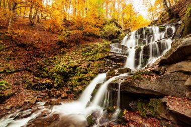 Ukpaine. Yosunlu kayaların arasında şelale. Günbatımında Karpat Dağları 'nda sonbahar ormanlarındaki bir nehirde güzel manzara akıntıları. Ulusal park Shypit Carpat 'ta gümüş akıntısı. Kuklalar.