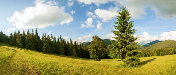 Beautiful nature and wonderful landscape with lush green forests and vegetation in the Synevyr valley of the Carpathian mountains in Ukraine. Fresh green meadows and blooming wildflowers. — Stock Photo, Image
