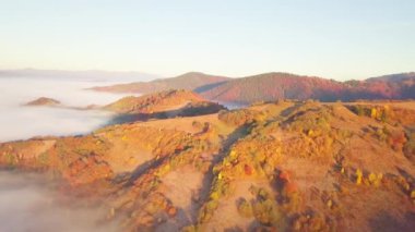 Yağmurdan sonra dağda hareket eden bir bulutun harika hissi. Güneş doğarken bulutların üstünde uçmak, bir drondan bulutların ve dağların en üst görüntüsü. Karpatlar, Synevyr geçidi, Ukrayna.