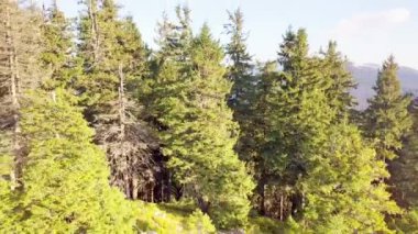 Kuşbakışı manzaralı harika bir manzara. Panoramik dağ manzaralı nefes kesici manzara - Karpatlar dağ sırası, Synevyr geçidi, Kamenka dağı, Ukrayna.