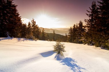 Harika bir kış manzarası. Kış dağı ormanı. Sıcak güneş ışığı altında buzlu ağaçlar. resim gibi doğa manzarası. yaratıcı sanatsal imaj. Instagram filtresi. kış bayramı arkaplanı.