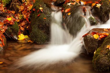 Ukpaine. Yosunlu kayaların arasında şelale. Günbatımında Karpat Dağları 'nda sonbahar ormanlarındaki bir nehirde güzel manzara akıntıları. Ulusal park Shypit Carpat 'ta gümüş akıntısı. Kuklalar.