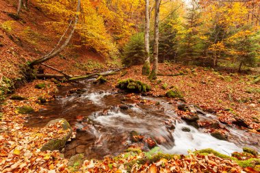 Ukrayna. Karpatlar 'da sonbahar yapraklarıyla bezenmiş ağaçlarla çevrili yosun kaplı kayaların etrafındaki yumuşak bir dere çağlar. Ulusal Park Shypit Karpatları.