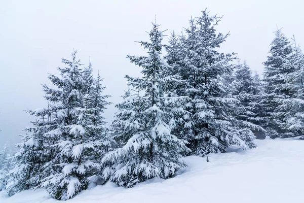 Karla kaplı ağaçlarla kaplı güzel bir kış manzarası. Kış dağları. — Stok fotoğraf