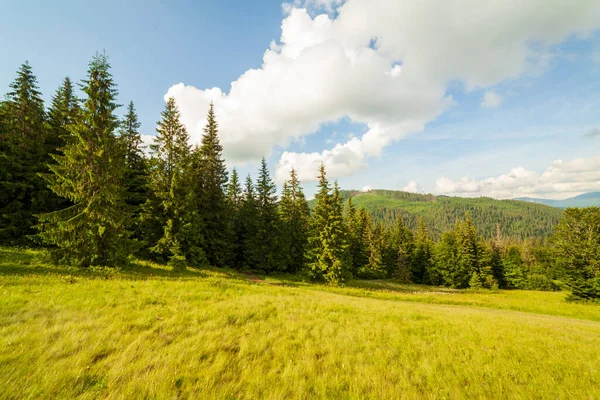 Schöne Natur und wunderbare Landschaft mit üppig grünen Wäldern und Vegetation im Synevyr-Tal der Karpaten in der Ukraine. Frisch grüne Wiesen und blühende Wildblumen. — Stockfoto