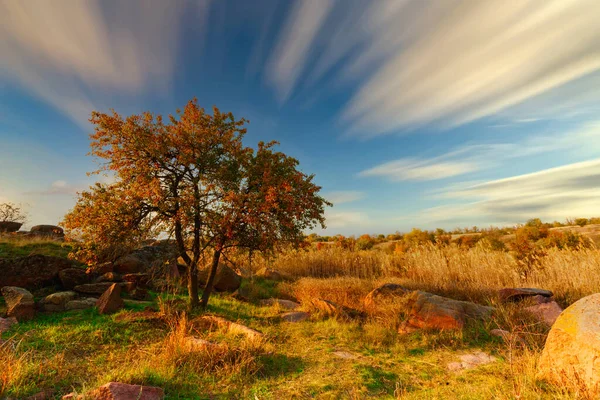 Wunderbare Herbstlandschaft mit Baumsilhouetten und gelbem Gras. — Stockfoto