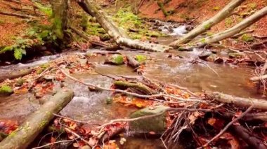 Shypit Karpat Ulusal Parkı 'ndaki harika dağ deresinin 4K görüntüsü. Ağaçlardan düşen yaprakların parlak sonbahar renkleri. Ormanı kış dönemine hazırlıyorum. Karpat Dağları Ukrayna