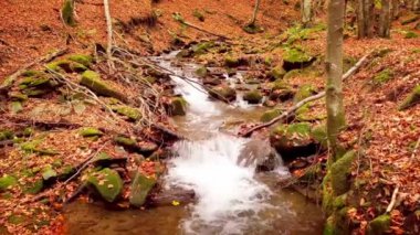 Shypit Karpat Ulusal Parkı 'ndaki harika dağ deresinin 4K görüntüsü. Ağaçlardan düşen yaprakların parlak sonbahar renkleri. Ormanı kış dönemine hazırlıyorum. Karpat Dağları Ukrayna