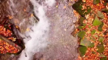 Shypit Karpat Ulusal Parkı 'ndaki harika dağ deresinin 4K görüntüsü. Ağaçlardan düşen yaprakların parlak sonbahar renkleri. Ormanı kış dönemine hazırlıyorum. Karpat Dağları Ukrayna