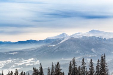 Kardan sonra karla kaplı köknar ormanı ve kış günü sisli gri gökyüzü. Karpat Dağları, Ukrayna