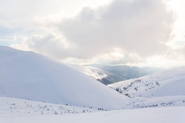 Kardan sonra karla kaplı köknar ormanı ve kış günü sisli gri gökyüzü. Karpat Dağları, Ukrayna