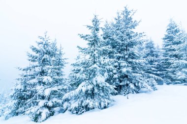 Karla kaplı ağaçlarla kaplı güzel bir kış manzarası. Kış dağları.