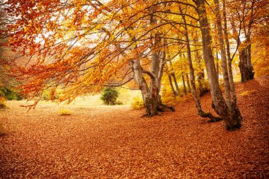 Ukrayna. Kurumuş kırmızı yaprakları, ormanı ve sarı ağaçları olan güzel güneşli sonbahar manzarası. Ağaç dallarının arasından geçen güzel renkli güneş ışınları. Shypit Ulusal Parkı Karpatları. Kuklalar.