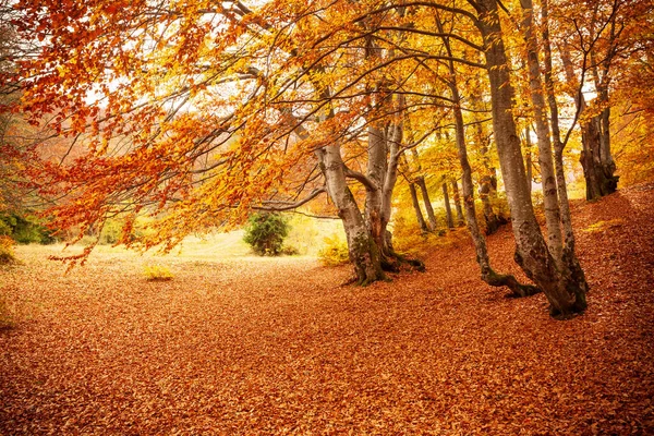 Ukrayna. Kurumuş kırmızı yaprakları, ormanı ve sarı ağaçları olan güzel güneşli sonbahar manzarası. Ağaç dallarının arasından geçen güzel renkli güneş ışınları. Shypit Ulusal Parkı Karpatları. Kuklalar.