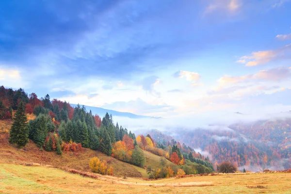 Dağlarda sis olan sonbahar manzarası. Tepelerdeki firavun ormanı. Karpatlar, Ukrayna, Avrupa