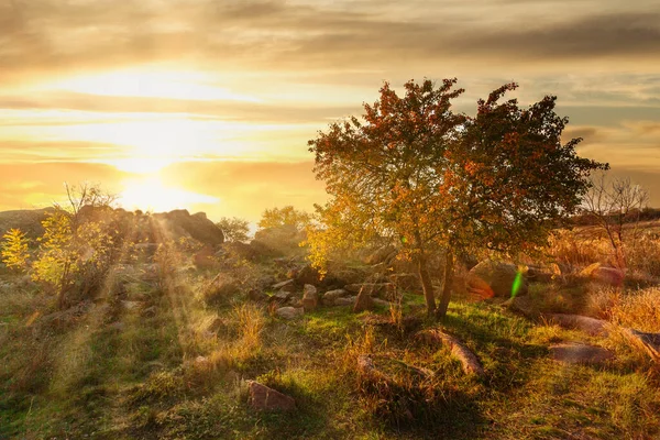 Maravilhosa paisagem de outono com silhuetas de árvores e grama amarela. — Fotografia de Stock