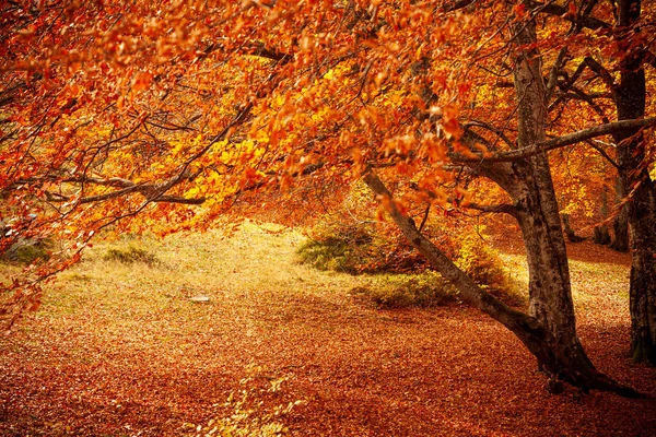 Sonbahar ormanlarında yol, ağaçların arasından parlayan güneş. Sonbahar yaprakları.