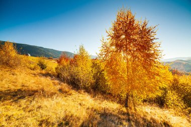 Sonbahar günü Ukrayna Karpatlar renkli ağaçlar, pus parlayan güneş ışınları muhteşem ışık efektleri ile nazik. Kayın huş blue Dağları arka plan üzerinde çok güzel