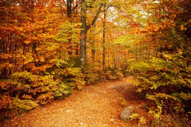 Ukrayna. Kurumuş kırmızı yaprakları, ormanı ve sarı ağaçları olan güzel güneşli sonbahar manzarası. Ağaç dallarının arasından geçen güzel renkli güneş ışınları. Shypit Ulusal Parkı Karpatları. Kuklalar.