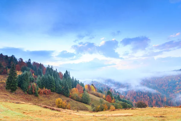 Paisagem de outono com nevoeiro nas montanhas. Floresta de abetos nas colinas. Cárpatos, Ucrânia, Europa — Fotografia de Stock