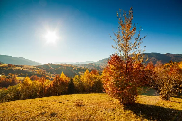 Осенний день Украинские Карпаты красочные деревья, с солнцем, сияющим туманом нежные лучи с эффектными световыми эффектами. Буковая береза очень красива на фоне голубых гор — стоковое фото