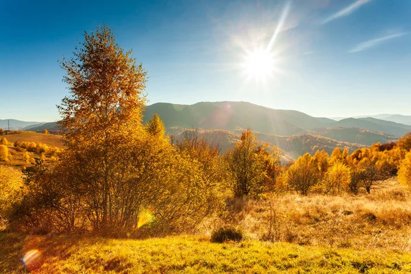Herfstdag Oekraïense Karpaten kleurrijke bomen, met de zon haze zachte stralen met spectaculaire lichteffecten. beuken Berk is erg mooi op de achtergrond van blue mountains — Stockfoto