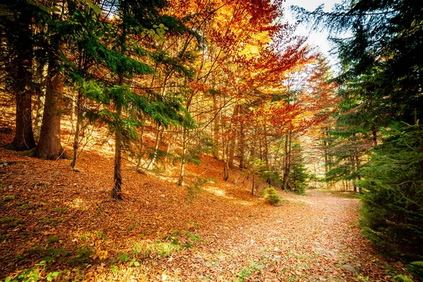 Ουκρανία. Τα γραφικά δέντρα είναι ντυμένα με όμορφα χρώματα. Οι ακτίνες του ήλιου που διαπερνούν τα πολύχρωμα φύλλα του φθινοπώρου βάφουν τα πάντα με μαγικό φως. Καρπάθιο φθινοπωρινό δάσος. — Φωτογραφία Αρχείου