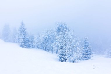 Karla kaplı ağaçlarla kaplı güzel bir kış manzarası. Kış dağları.
