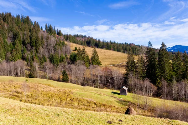 Arbre solitaire et herbe de couleur automne dans les Carpates et la chaîne de montagnes, — Photo