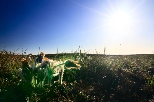 Piękne krajobrazy z blue bell kwiaty w górach latem. Campanula Alpina — Zdjęcie stockowe