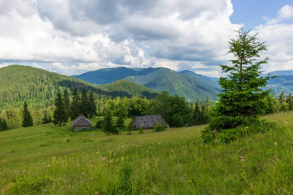 Piękna przyroda i wspaniały krajobraz z bujną zielenią i roślinnością w dolinie Synevyr Karpat na Ukrainie. Świeże zielone łąki i kwitnące dzikie kwiaty. — Zdjęcie stockowe