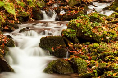 Ukpaine. Yosunlu kayaların arasında şelale. Günbatımında Karpat Dağları 'nda sonbahar ormanlarındaki bir nehirde güzel manzara akıntıları. Ulusal park Shypit Carpat 'ta gümüş akıntısı. Kuklalar.