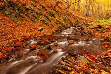 Ukrayna. Karpatlar 'da sonbahar yapraklarıyla bezenmiş ağaçlarla çevrili yosun kaplı kayaların etrafındaki yumuşak bir dere çağlar. Ulusal Park Shypit Karpatları.