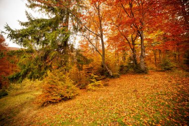 Ukrayna. Kurumuş kırmızı yaprakları, ormanı ve sarı ağaçları olan güzel güneşli sonbahar manzarası. Ağaç dallarının arasından geçen güzel renkli güneş ışınları. Shypit Ulusal Parkı Karpatları. Kuklalar.