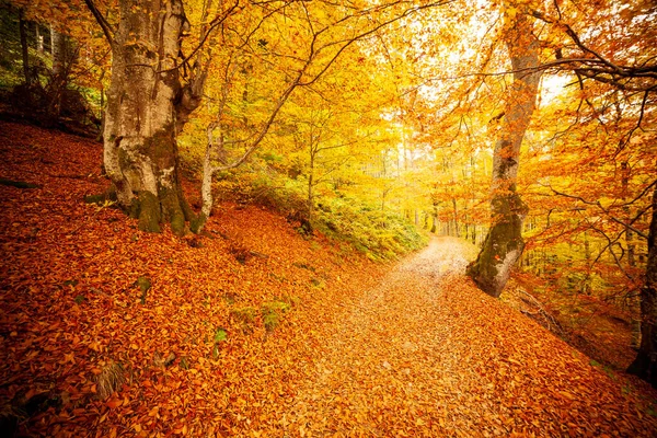 Ścieżka w jesiennym lesie, słońce świecące między drzewami. Jesienne liście. — Zdjęcie stockowe