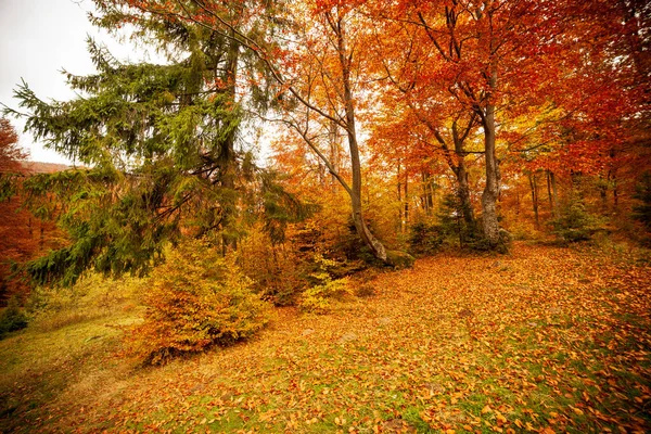 Ukrayna. Kurumuş kırmızı yaprakları, ormanı ve sarı ağaçları olan güzel güneşli sonbahar manzarası. Ağaç dallarının arasından geçen güzel renkli güneş ışınları. Shypit Ulusal Parkı Karpatları. Kuklalar.