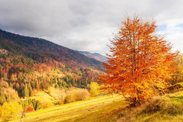 Güneşin altında parlayan sihirli sarı ağaçlar. Olağanüstü ve güzel bir sahne. Turist eğlencesi. Karpat Dağları, Ukrayna. Güzellik dünyası.