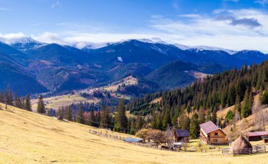Yalnız ağaç ve sonbahar rengi otlar Karpatlar ve dağ sıralarında,
