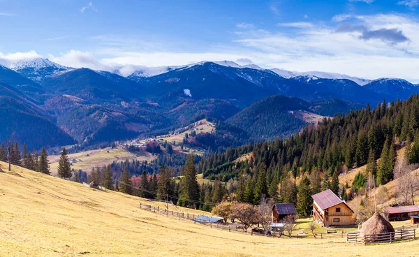 Yalnız ağaç ve sonbahar rengi otlar Karpatlar ve dağ sıralarında,